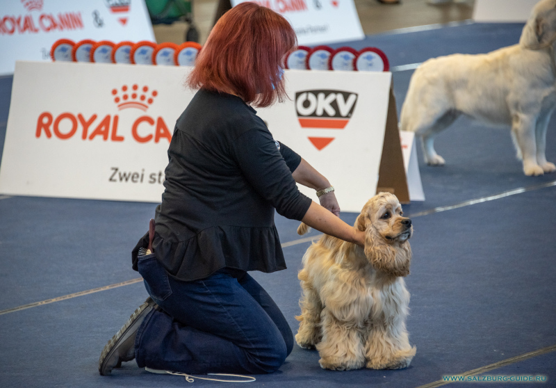 Hundeausstellung in Tulln am 26 & 27 September 2020 mit American Cocker Spaniel & Westie Terrier