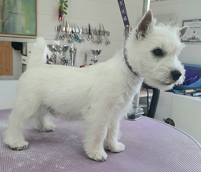 Salzburg Westhighland White Terrier Welpen in Salzburg zu verkaufen