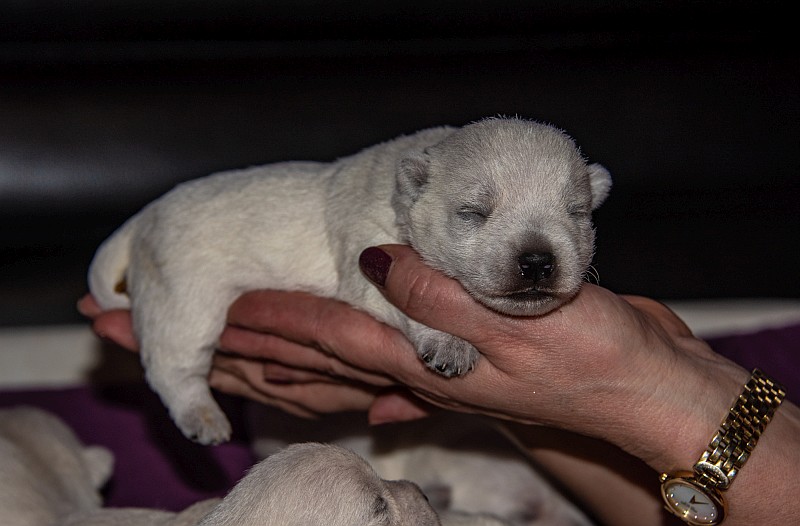 Westhighland White Terrier Welpen in Salzburg zu verkaufen