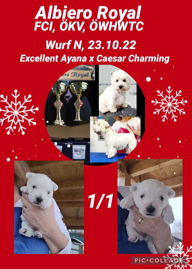 salzburg - westie-terrier-welpen-30.10.22-1